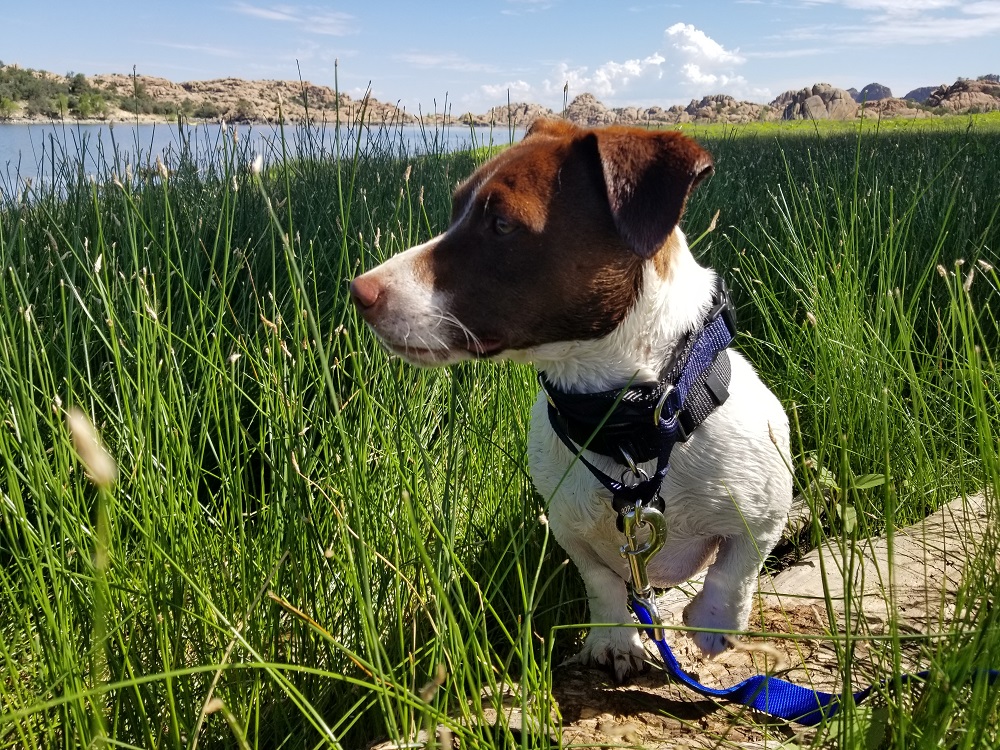 pet-friendly-locations-point-of-rocks-campground